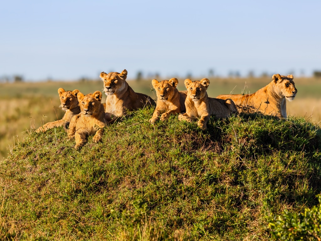 Can lions eat human?