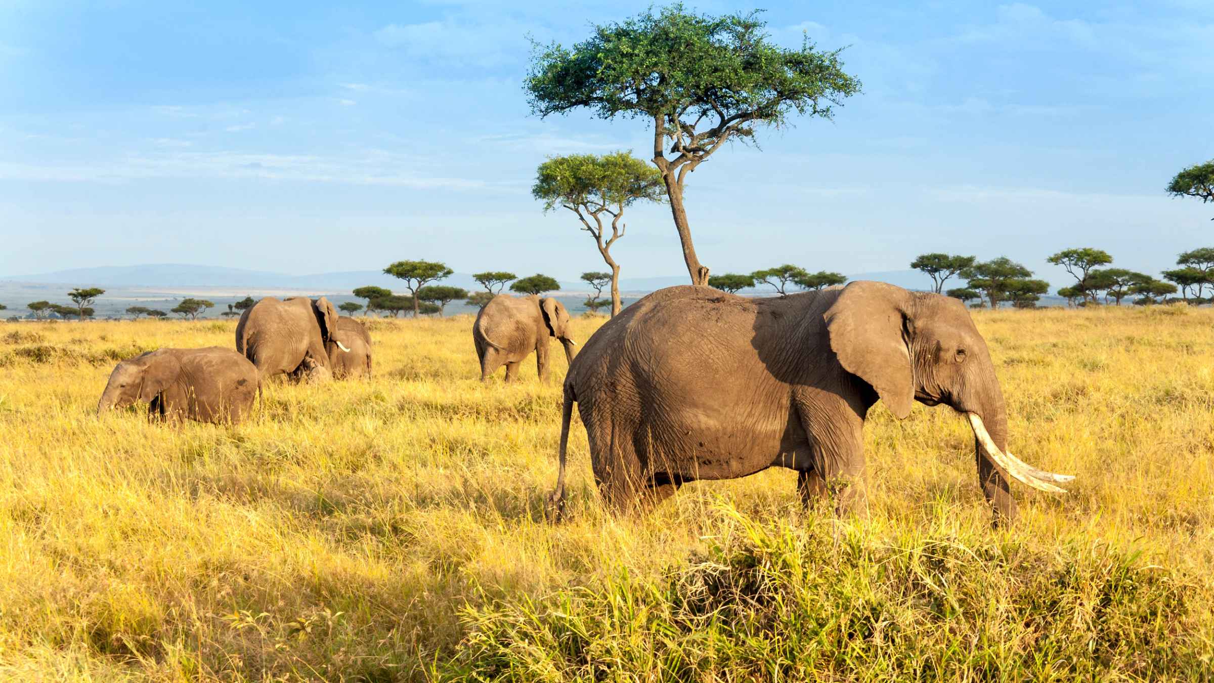Tanzania Premium Safari: The Ultimate Wildlife Experience